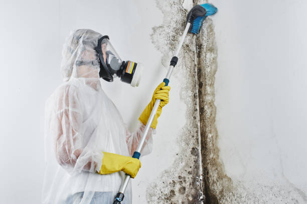 Mold Removal Process in Mountain Home, AR