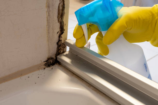 Best Residential Mold Removal  in Mountain Home, AR