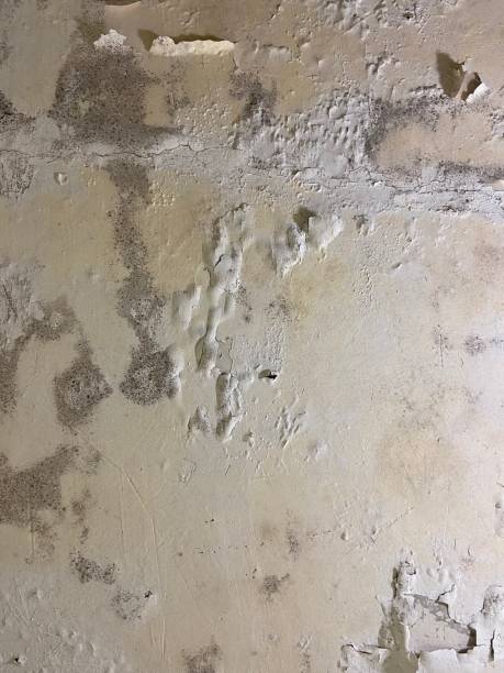 Best Professional Mold Removal  in Mountain Home, AR