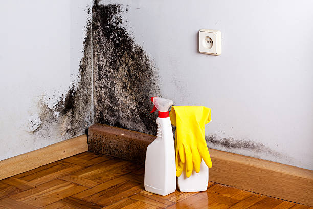 Best Certified Mold Removal  in Mountain Home, AR