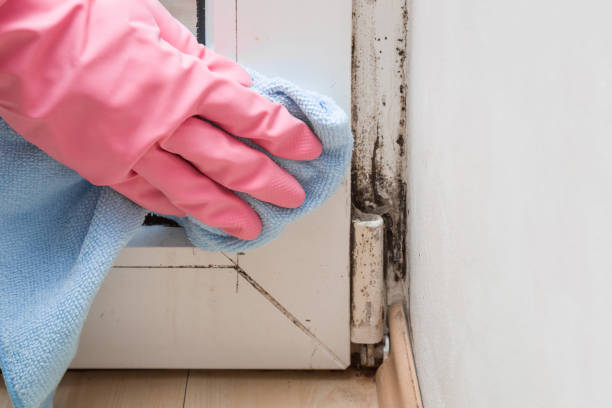 Best Black Mold Removal  in Mountain Home, AR